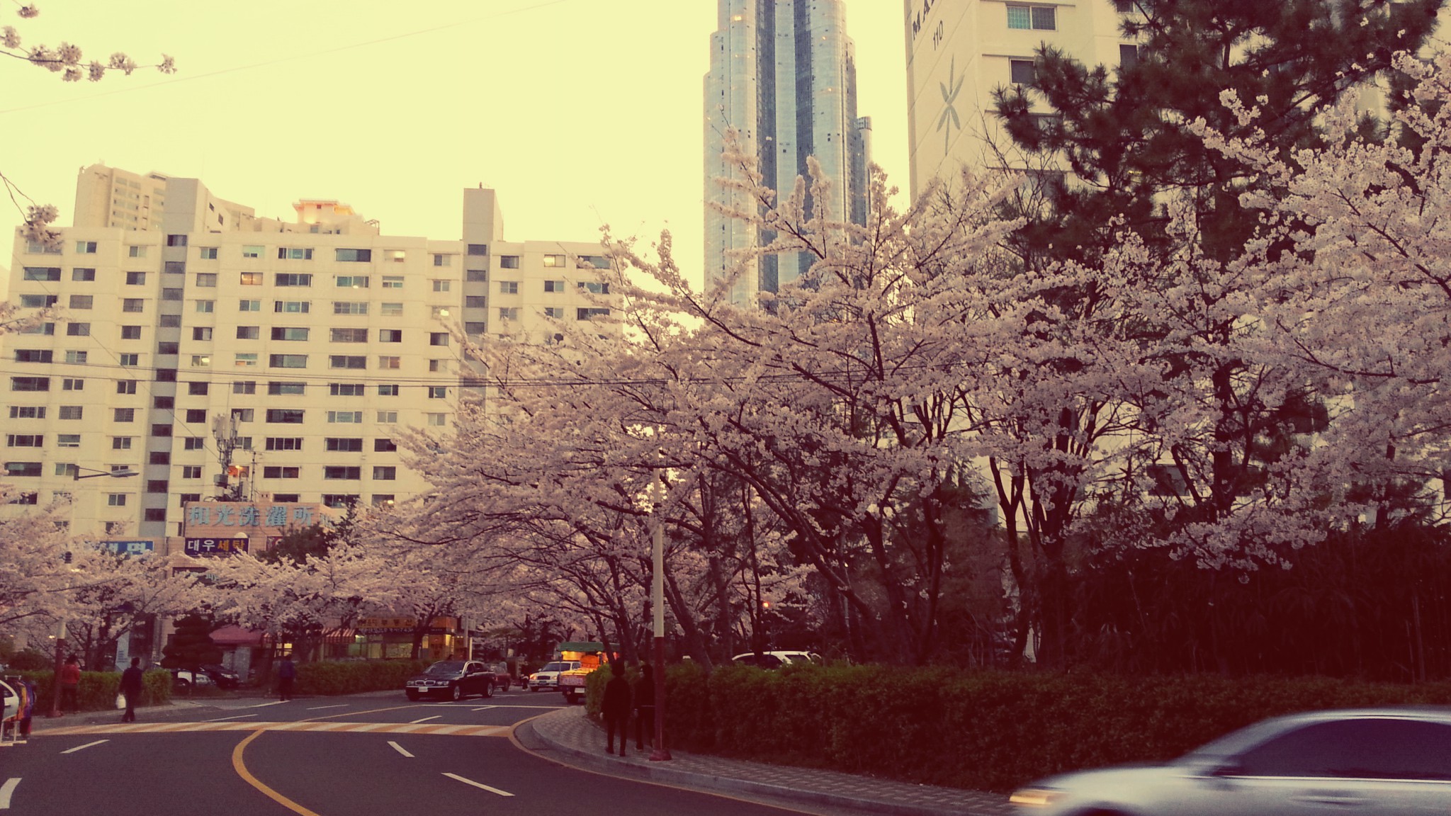 Cherry Blossoms! Photo2