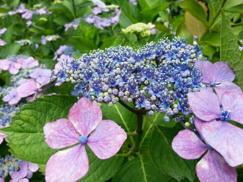 7월1일 (금) My backyard Photo3