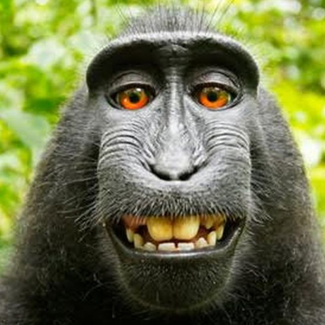 monkey selfie Photo1