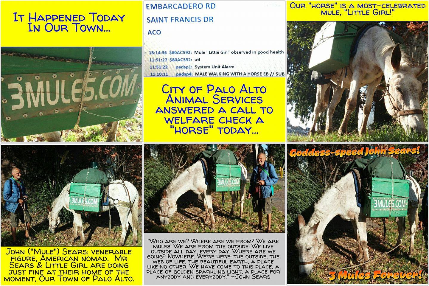 Three Mules Photo1