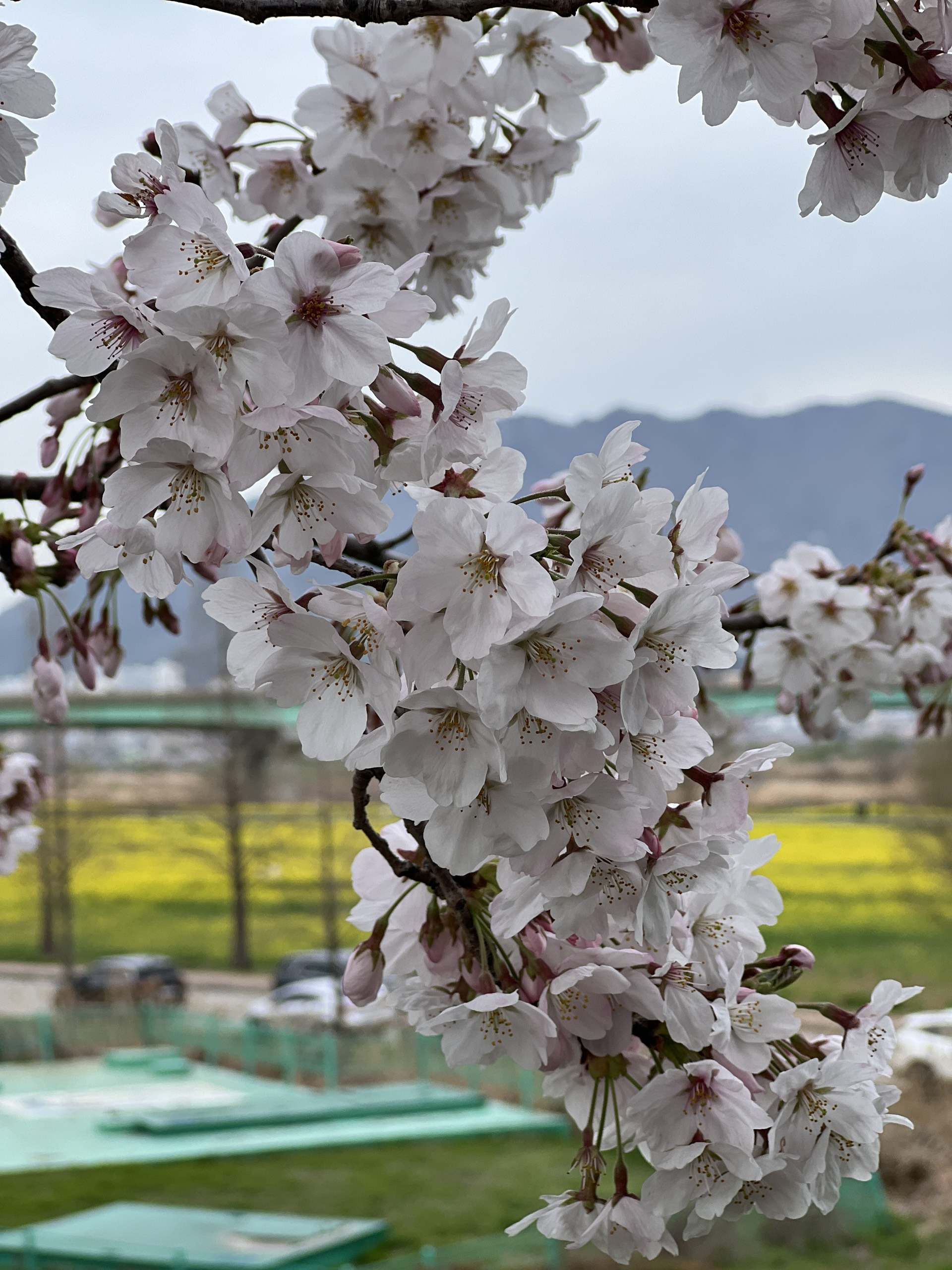 벚꽃놀이 Photo1