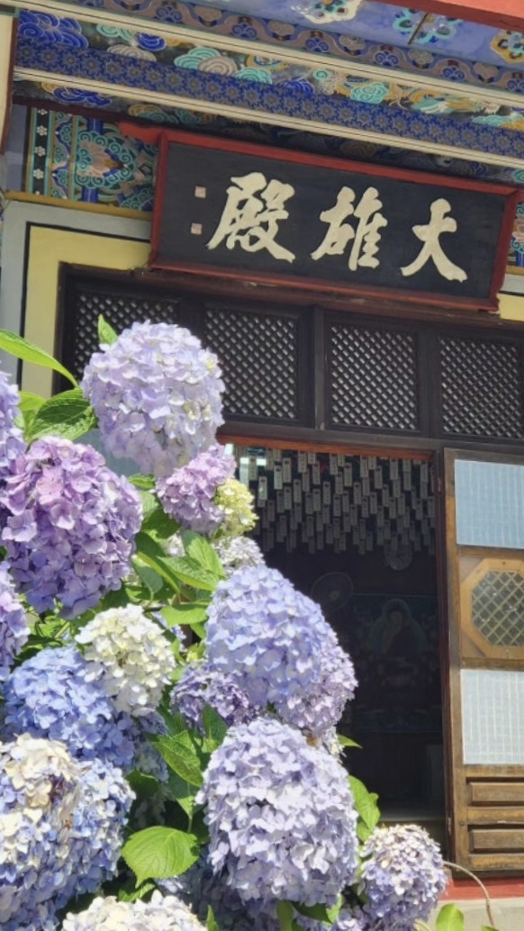 인상부산 - 부산수국명소 Photo1