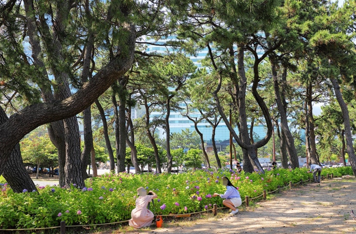 인상부산 - 부산수국명소 Photo2