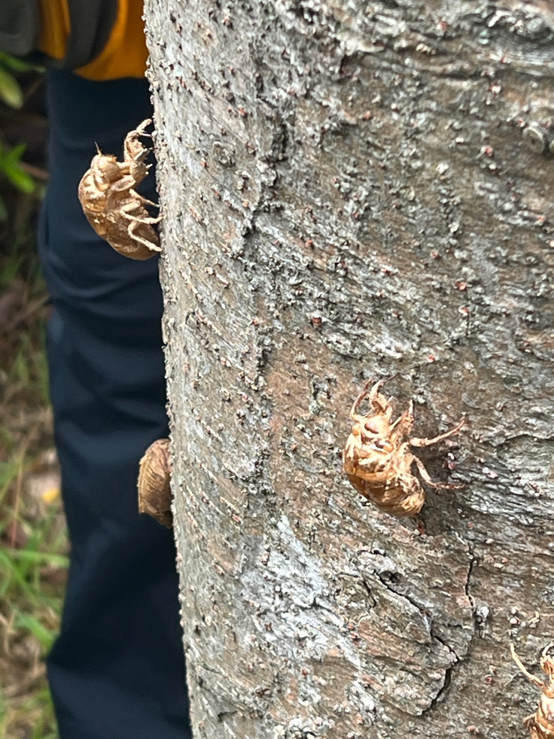 인상부산 - 부산산림교육센터 힐링 성인 숲해설 프로그램 오픈 Photo2