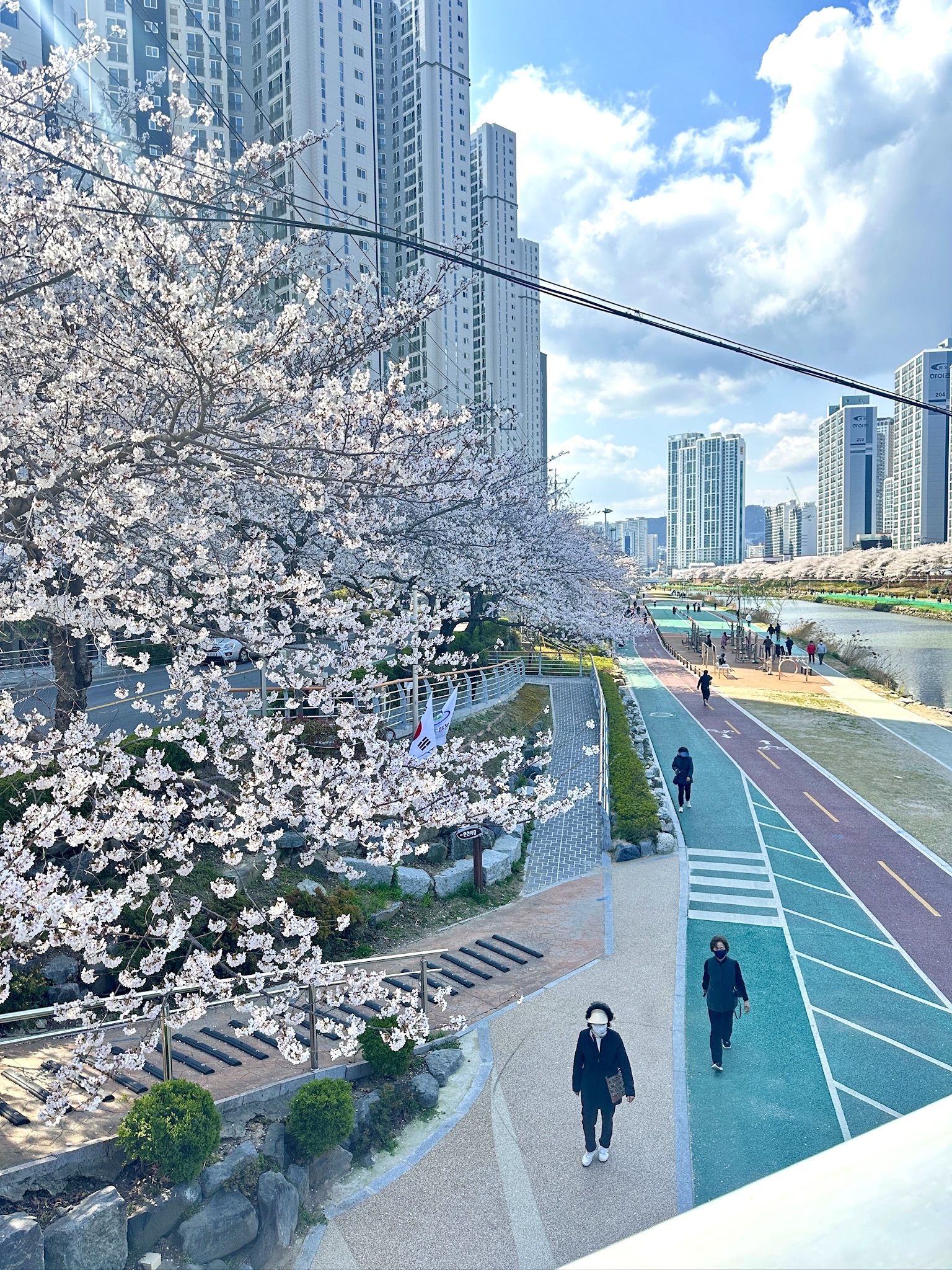[헬로 베트남/구석구석] 온천천벚꽃길 - 동래구 Photo4
