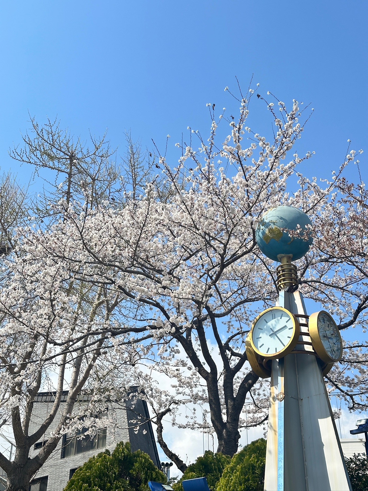 [헬로 베트남/구석구석] 온천천벚꽃길 - 동래구 Photo5