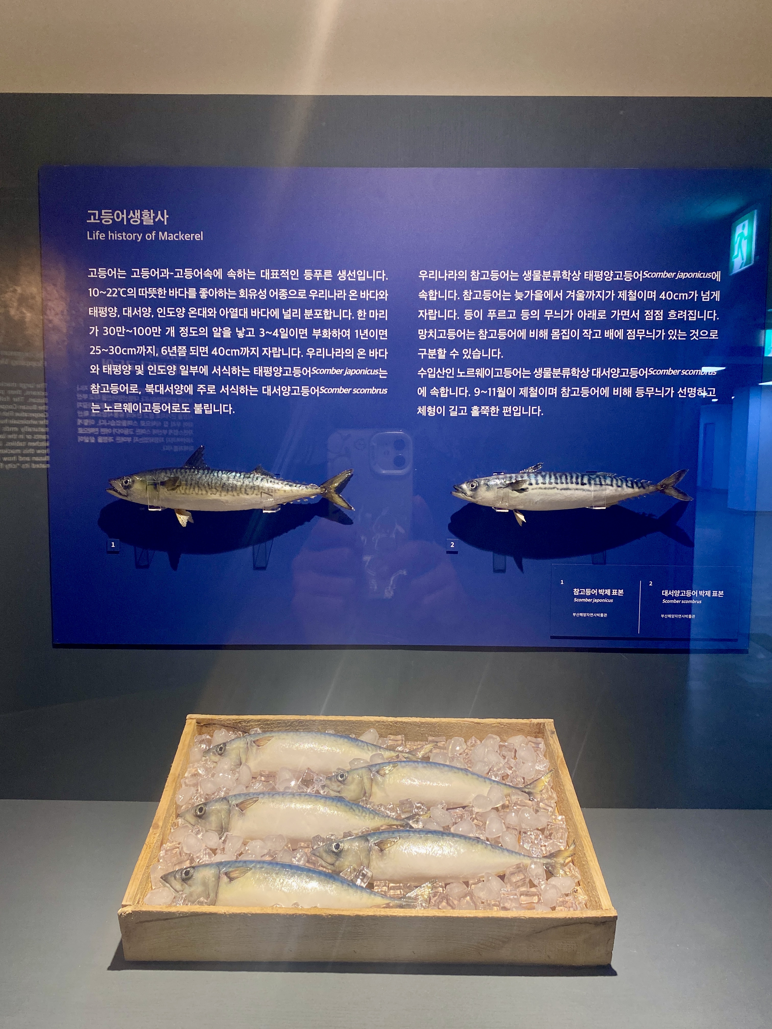 [헬로 베트남/구석구석] 노릇노릇 부산 전시 - 부산해양자연사박물관 Photo4