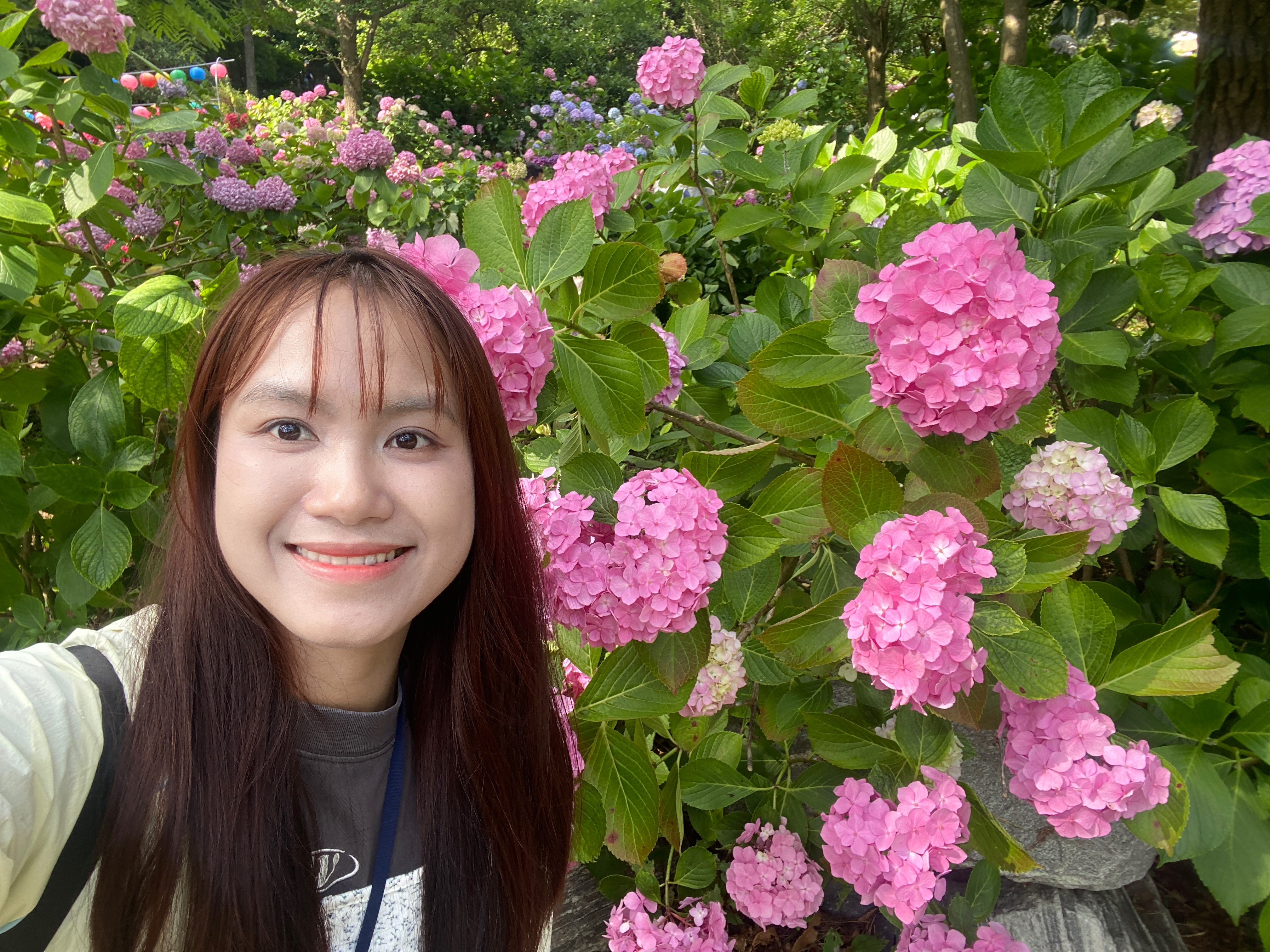 [헬로 베트남/구석구석] 제15회 수국꽃 문화축제-태종대유지원 태종사 (Lễ hội văn hóa hoa cẩm tú cầu lần thứ 15 - Chùa Taejongsa, Khu du lịch Taejongdae) Photo1