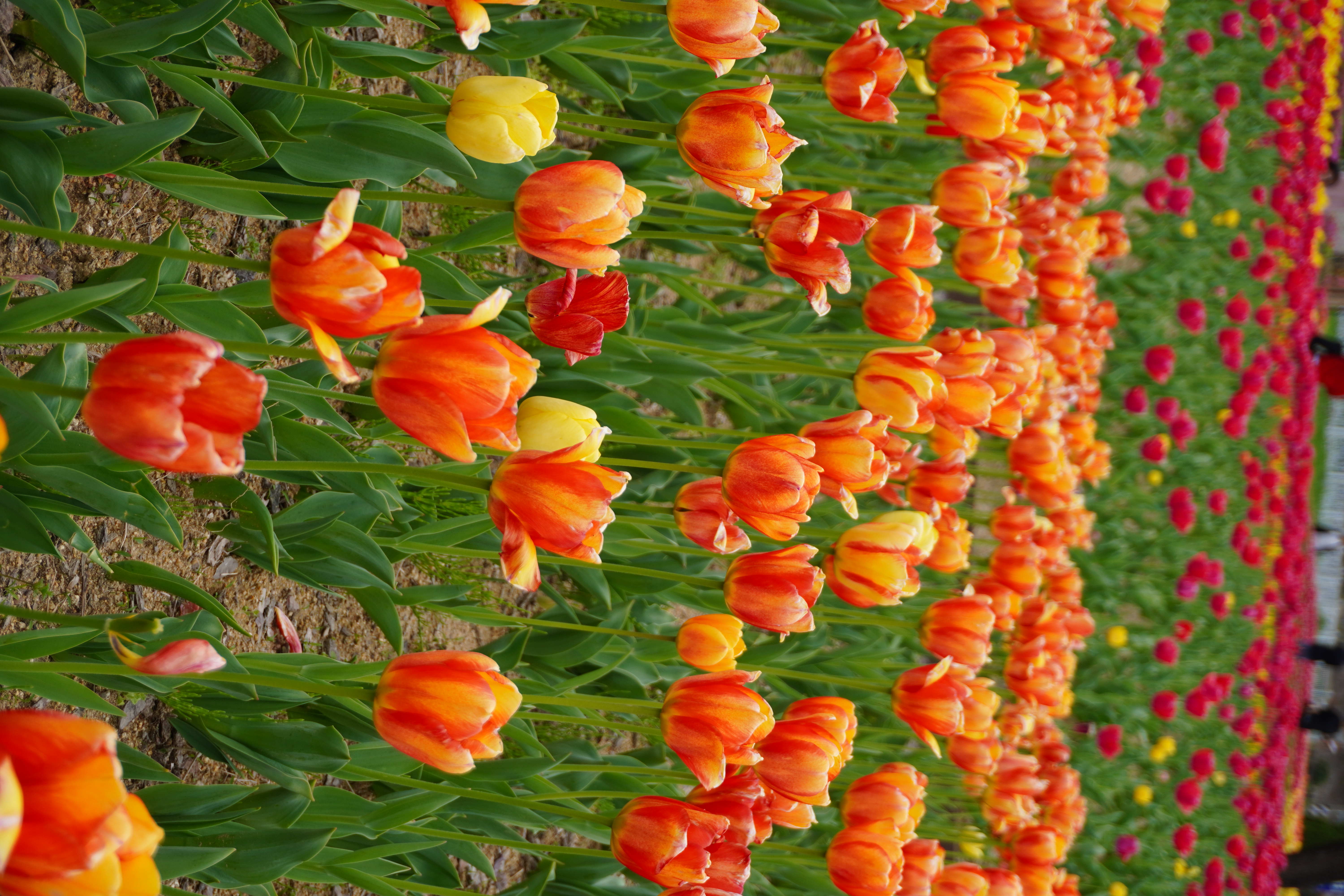 KHÁM PHÁ BUSAN: Vườn hoa tulip tại vườn hoa công viên sinh thái Hwamyeong Photo5