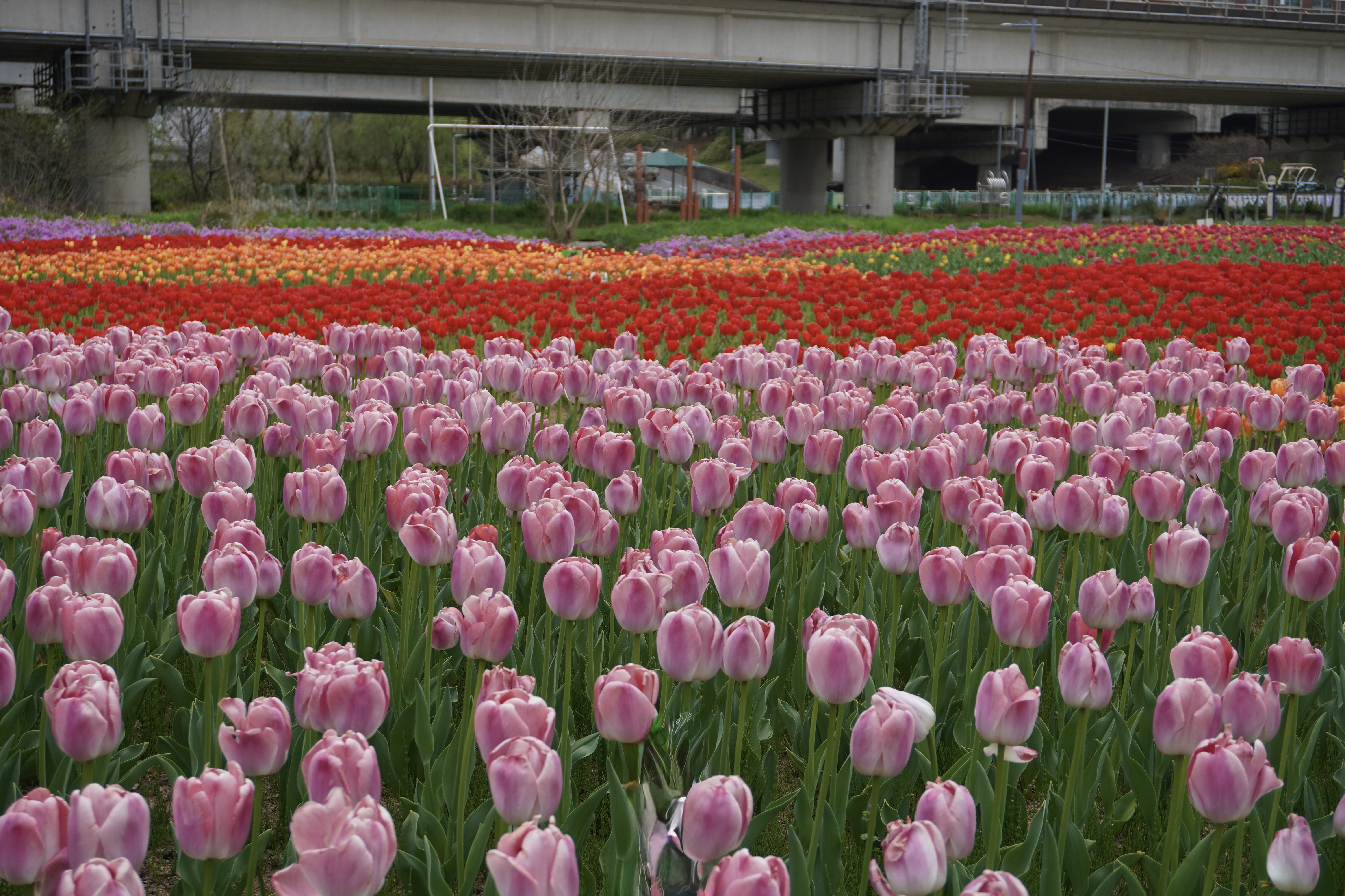 KHÁM PHÁ BUSAN: Vườn hoa tulip tại vườn hoa công viên sinh thái Hwamyeong Photo4