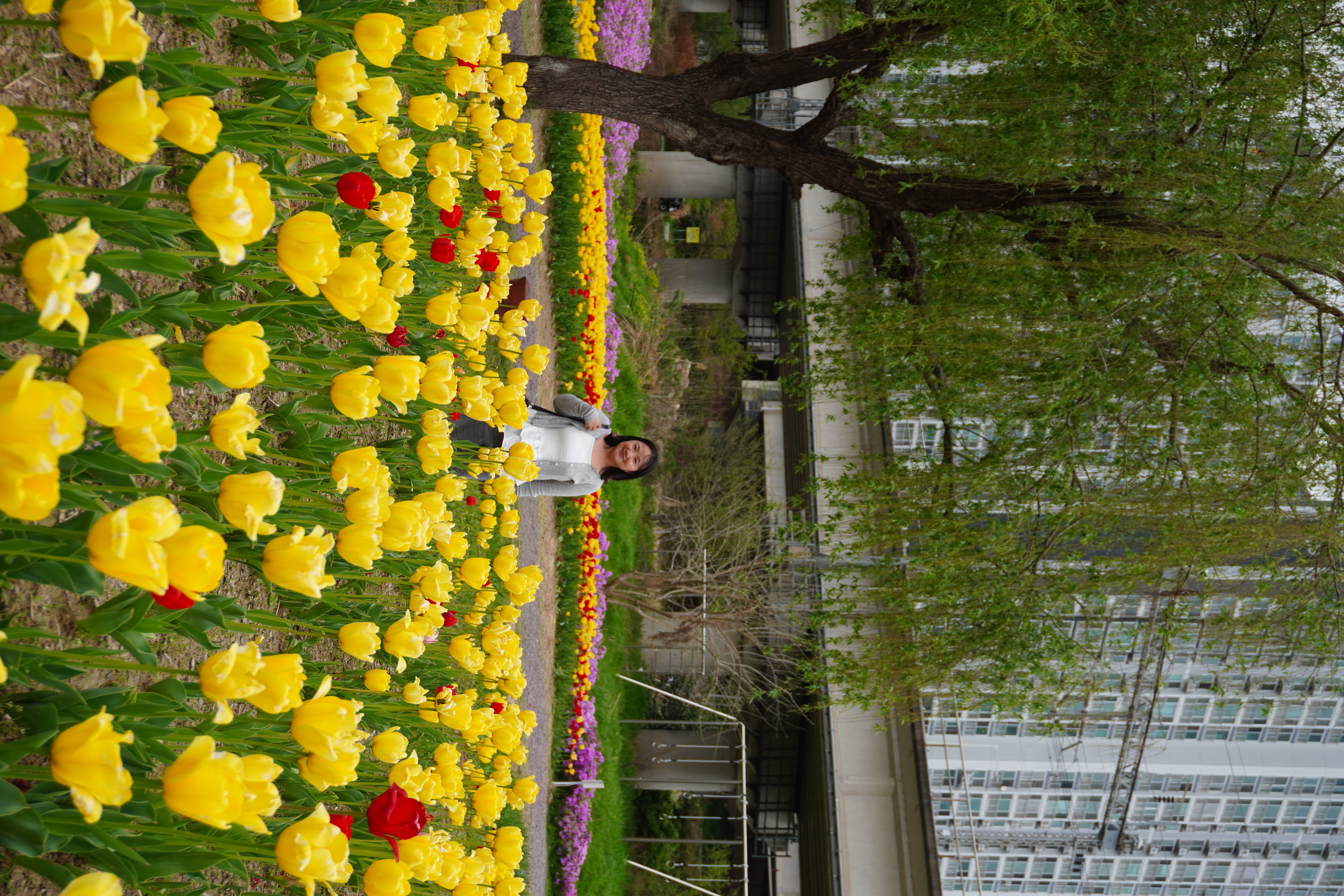 KHÁM PHÁ BUSAN: Vườn hoa tulip tại vườn hoa công viên sinh thái Hwamyeong Photo2