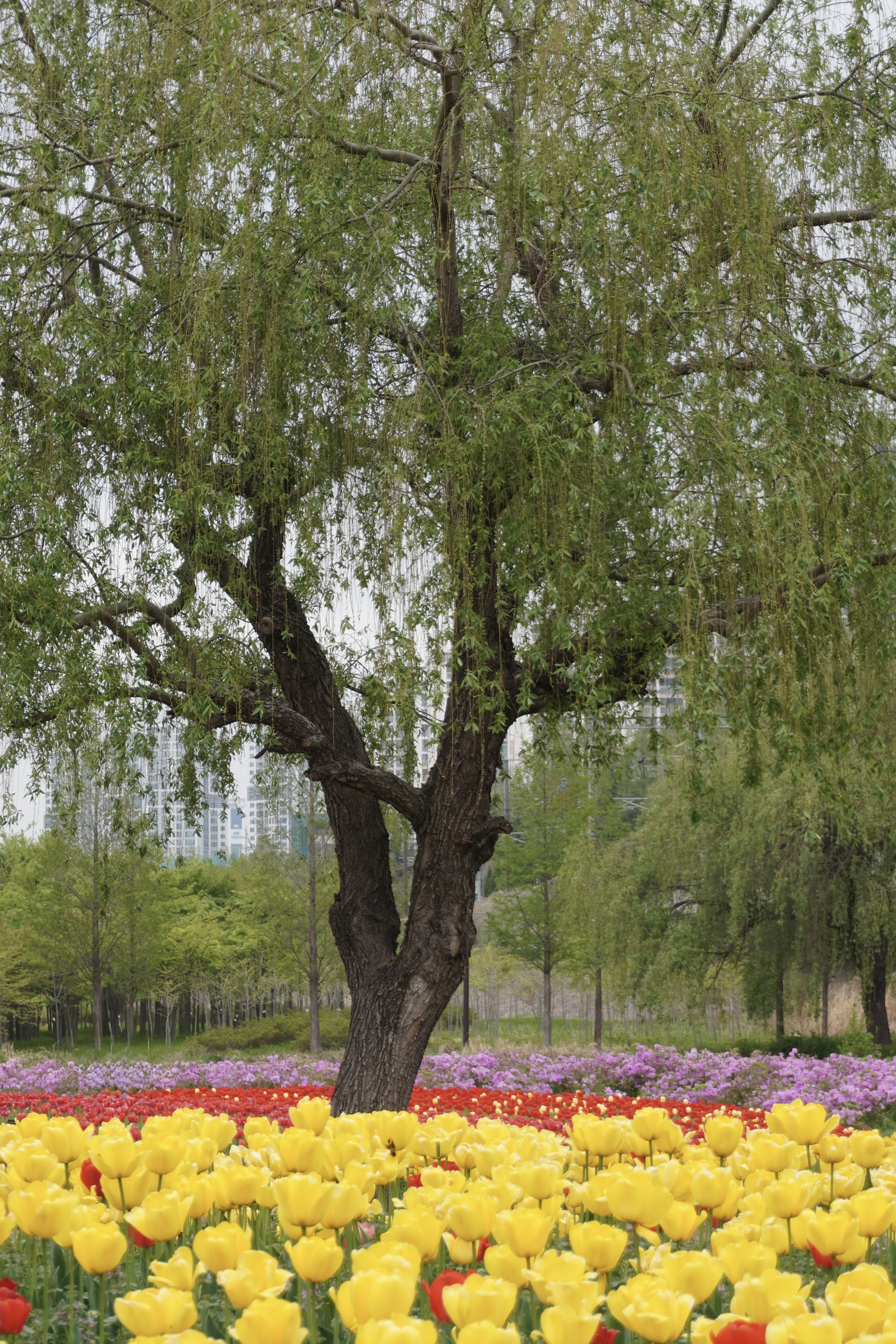 KHÁM PHÁ BUSAN: Vườn hoa tulip tại vườn hoa công viên sinh thái Hwamyeong Photo3
