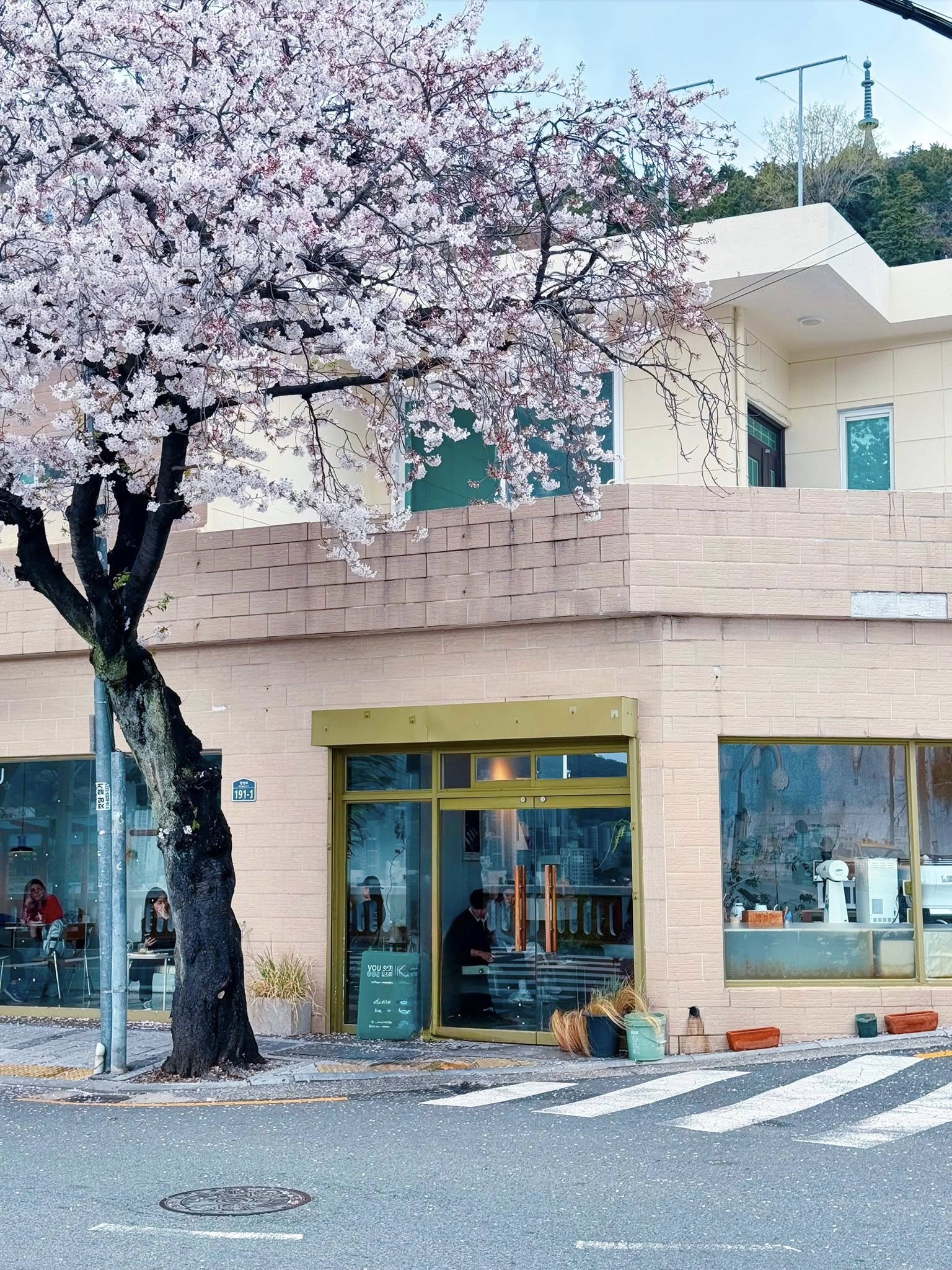 KHÁM PHÁ BUSAN: Địa điểm ngắm hoa anh đào mang đậm nét Busan – Làng tranh tường Dakbatgol Photo4