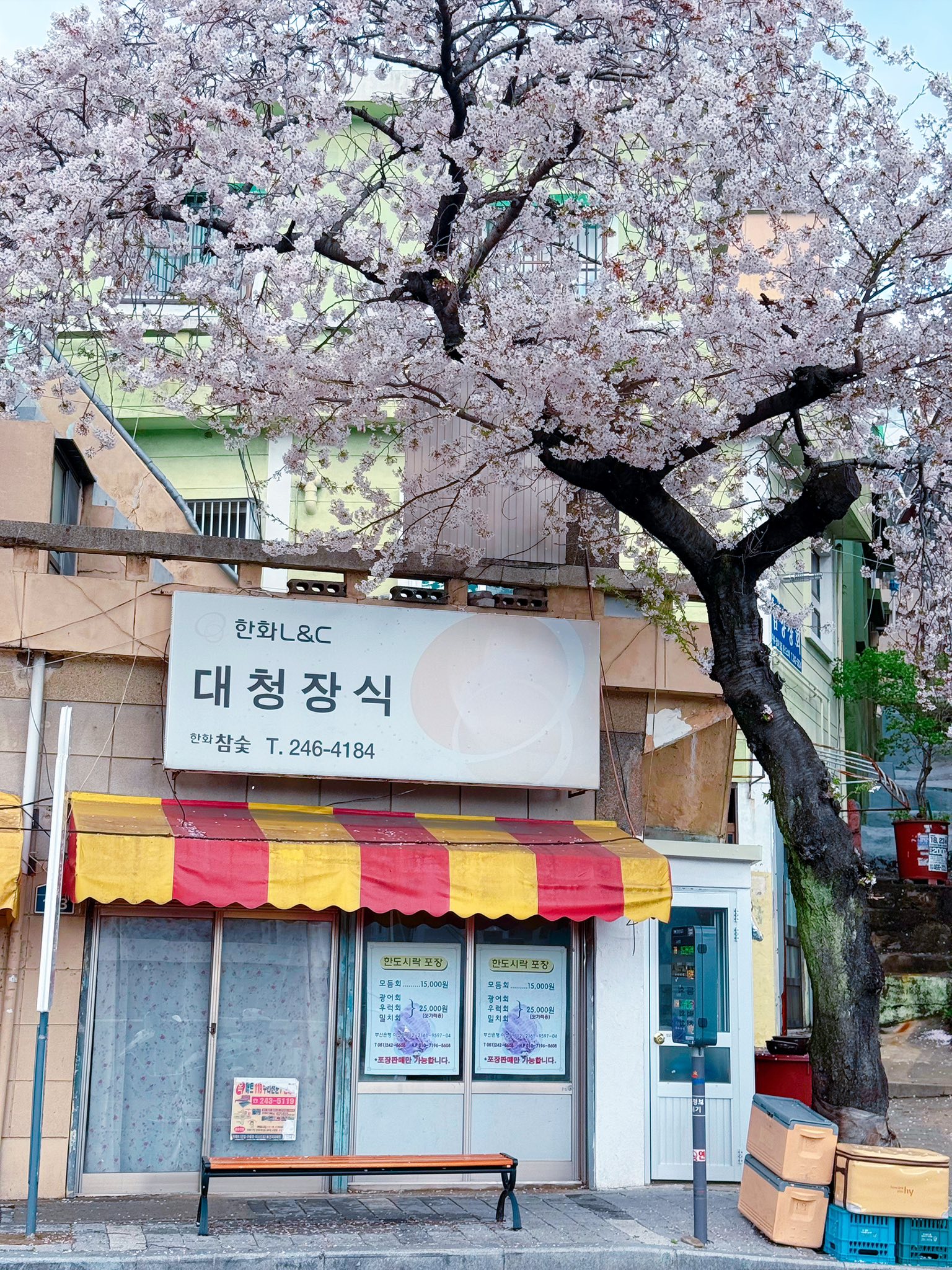 KHÁM PHÁ BUSAN: Địa điểm ngắm hoa anh đào mang đậm nét Busan – Làng tranh tường Dakbatgol Photo3