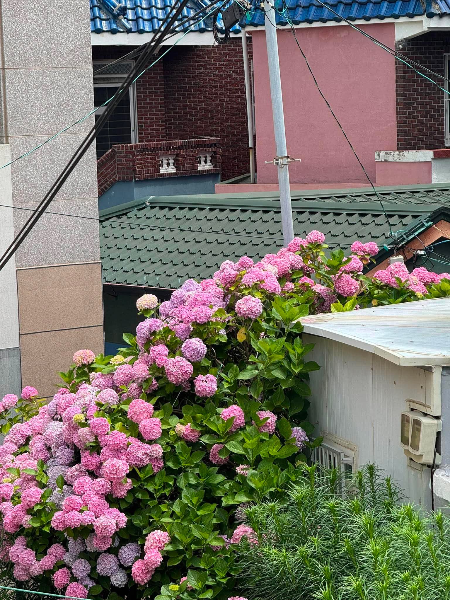 KHÁM PHÁ BUSAN/ PD Mai Hạnh: Lễ hội hoa cẩm tú cầu tại Taejongdae. Photo3