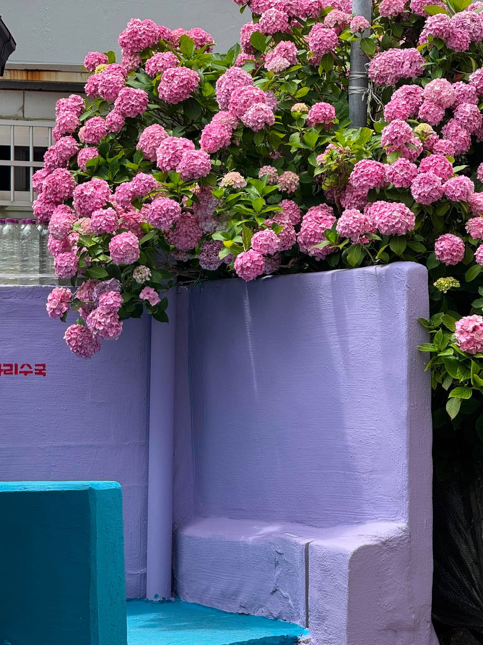 KHÁM PHÁ BUSAN/ PD Mai Hạnh: Lễ hội hoa cẩm tú cầu tại Taejongdae. Photo4