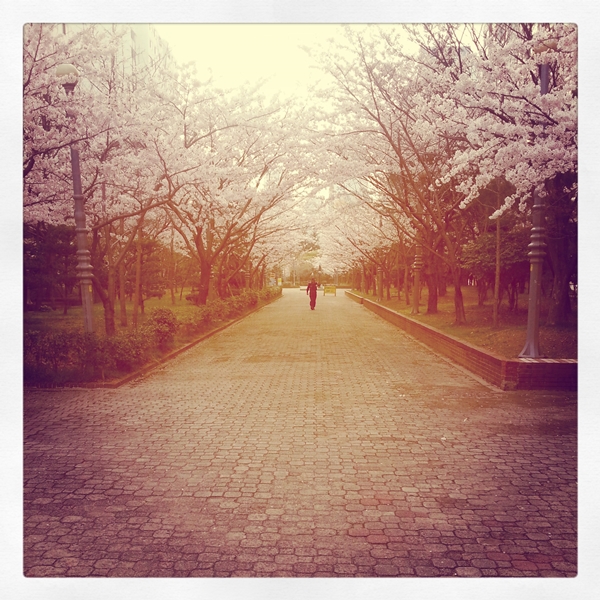 Cherry Blossoms! Photo