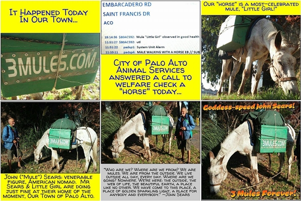 Three Mules Photo