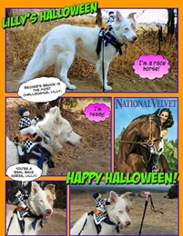 happy halloween! Photo