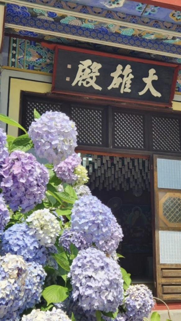 인상부산 - 부산수국명소 Photo