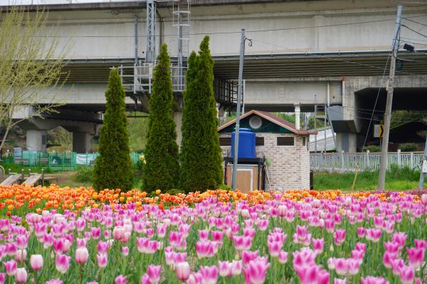 KHÁM PHÁ BUSAN: Vườn hoa tulip tại vườn hoa công viên sinh thái Hwamyeong Photo