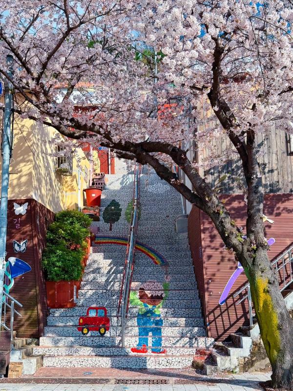 KHÁM PHÁ BUSAN: Địa điểm ngắm hoa anh đào mang đậm nét Busan – Làng tranh tường Dakbatgol Photo